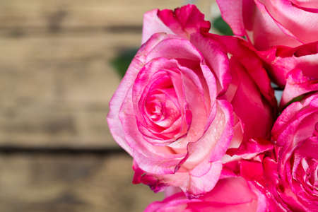 Pink fresh roses on wooden backgroundの写真素材