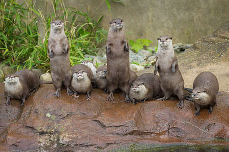 Lovely playful otters in symmetrical stand at the zooの写真素材