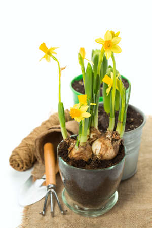 Gardening tools and flower pot on white backgroundの写真素材