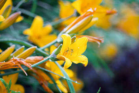 Perfect Lily orange flower in the gardenの写真素材