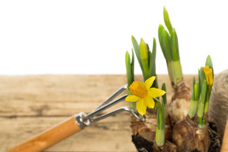 Gardening tools and flower pot on wooden backgroundの写真素材