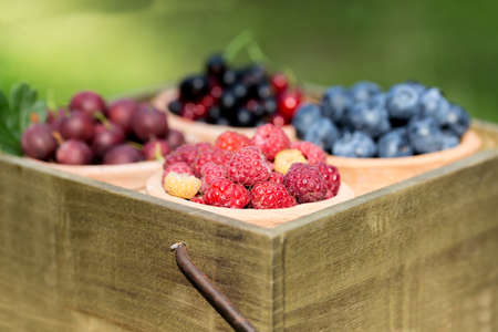 Fresh currant, raspberry, gooseberry, blueberry in gardenの写真素材