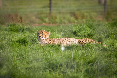 Sleepy leopard lazy laying on a grassの写真素材