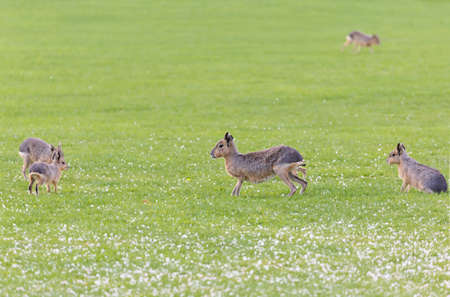 Hares on a meadow having fun and runningの写真素材