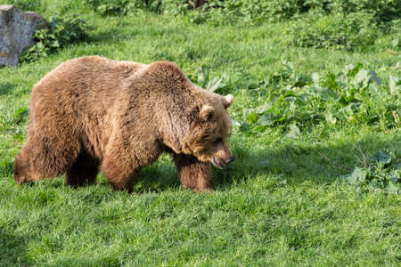 Brown Bear walking in evening sun lights