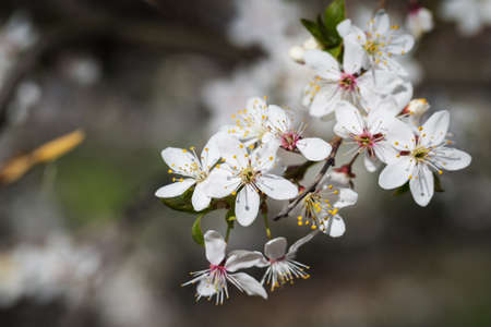 Cherry blossom tree