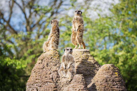 meerkats mongoose observingの写真素材