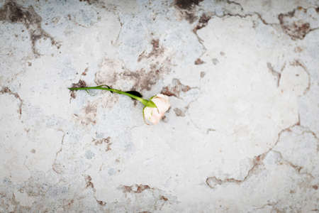 Gentle rose on a marble sairsの写真素材