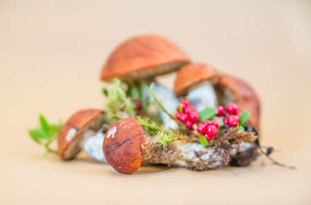 Forest eatable mushrooms and cranberries on backgroundの写真素材