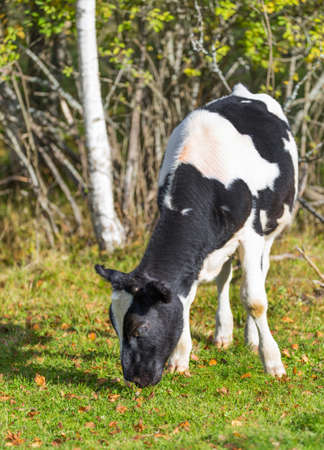 Cow on a meadowの写真素材