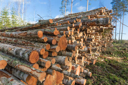 deforestation forests before building new city region