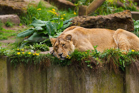5 May 2013 - Lovely lioness at the London zoo, England, UKのeditorial素材