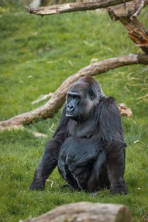 5 May 2013 - Huge gorilla at the London zoo, England, UKのeditorial素材