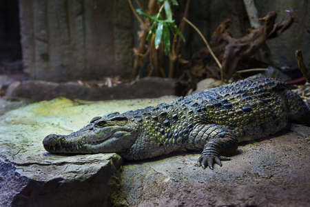 5 May 2013 - crocodile at the london London zoo, England, UKのeditorial素材