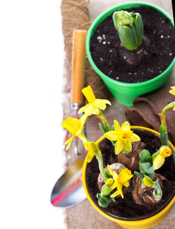 Gardening tools and flower pot on white backgroundの写真素材