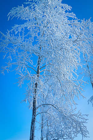 Russian winter forest in snow and ice