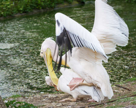 pelican have love at the zooの写真素材