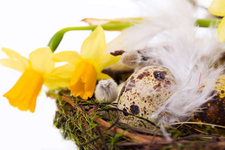 Easter eggs in the nest on a white backgroundの写真素材