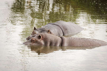 Hippos, hippopotamus swimming in a pool outdoorsの写真素材