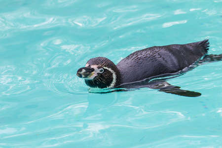 Funny penguin have fun outdoors in blue waterの写真素材