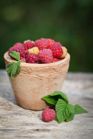 Fresh juicy sweet Raspberries in the gardenの写真素材