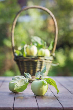 Fresh apple crop outdoors in a basketの写真素材