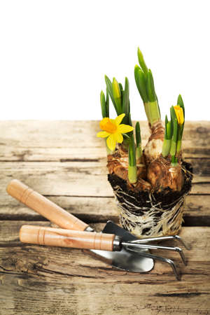 Gardening tools and flowers on wooden backgroundの写真素材