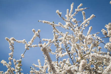 Spring perfect white Cherry blossom tree outdoors