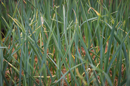 Garlic in the gardenの写真素材