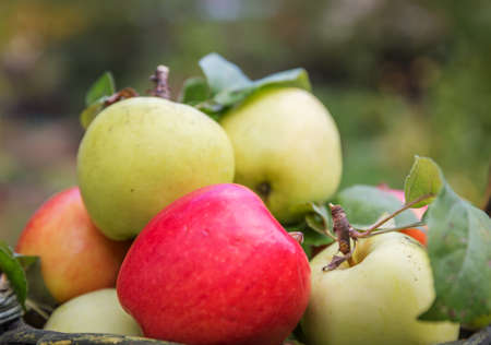 Fresh apple crop outdoors