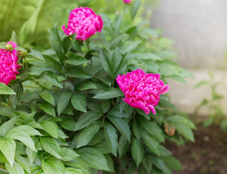 peony flower outdoorsの写真素材
