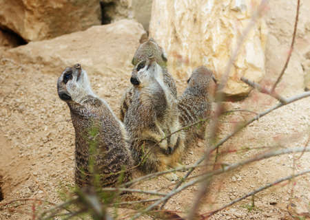 meerkats mongoose observingの写真素材
