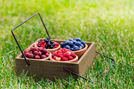 currant, raspberry, gooseberry, blueberry in gardenの写真素材