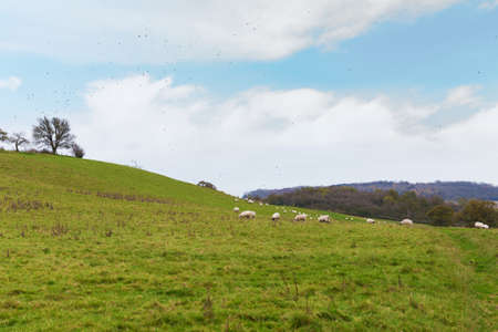 Perfect English sunny autumn landscape with sheep and birds aroundの写真素材