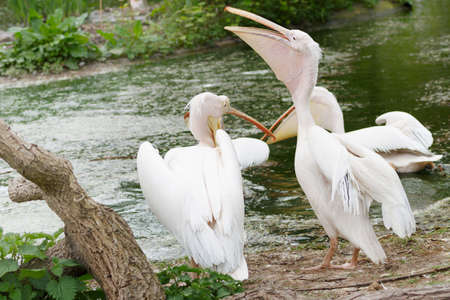 pelican feeding kids at the zooの写真素材
