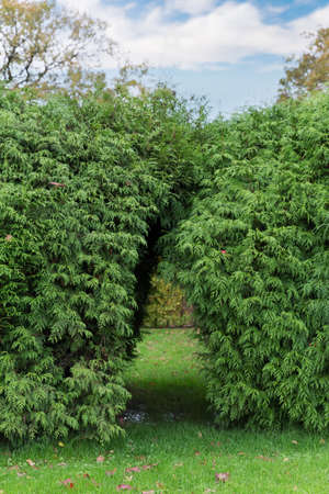 Arch of bush in parkの写真素材