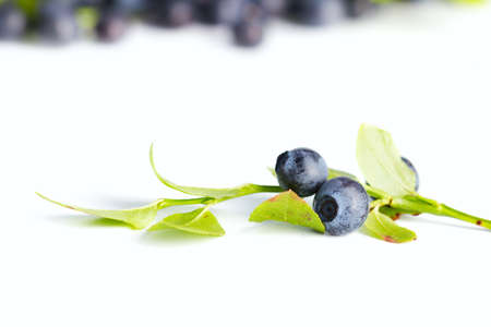 Blueberriesの写真素材