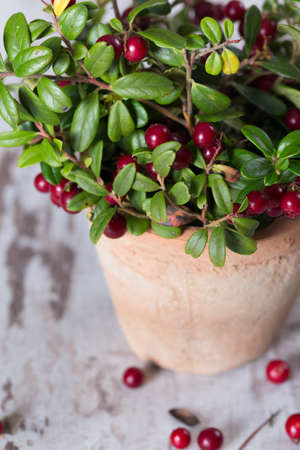 Fresh cranberries in a potの写真素材