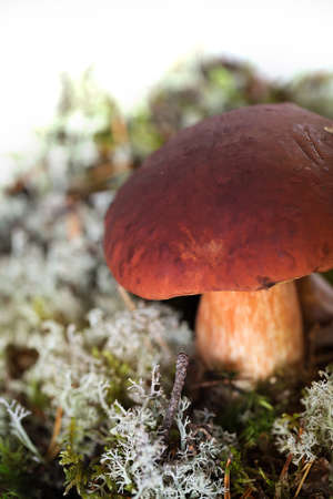 Brown cupped mushroom - seasonal vegetarian foodの写真素材