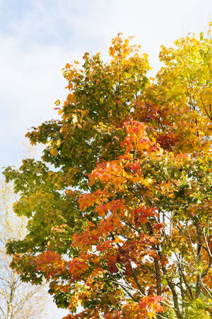 Fall autumn maple leaves on trees in autumn outdoors