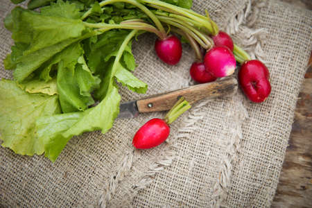 Fresh radish in the gardenの写真素材
