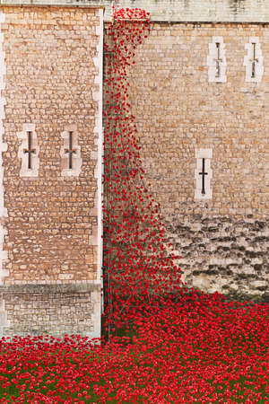 Tower of London 12 Nov 14. Ceramic poppies installation by Paul Cummins and Tom Pipe on October 11, 2014 commemorate the 888,246 British and colonial military who died in the 1914-1918 First World Warの写真素材
