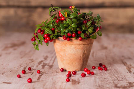 Fresh cranberries in a potの写真素材