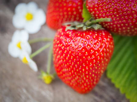 Fresh Strawberries crop in the gardenの写真素材