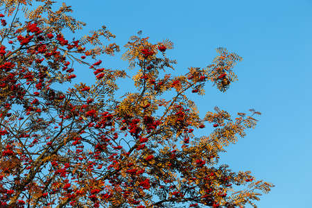 Rowan, ashberry fall autumn tree outdoorsの写真素材