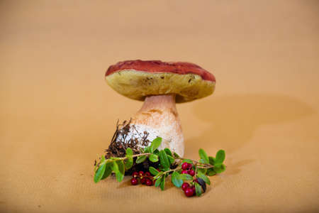 Forest eatable mushrooms and cranberries on backgroundの写真素材