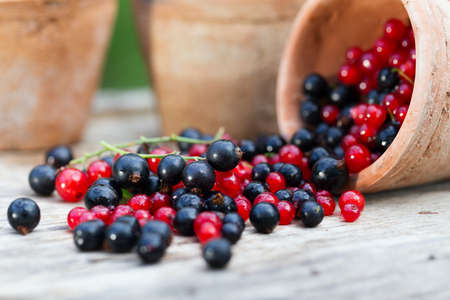 currant black blue and red in the garden