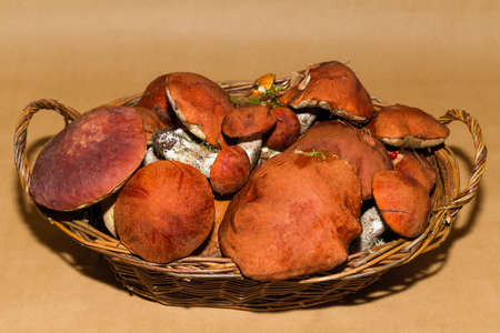 Forest eatable mushrooms and cranberries on background