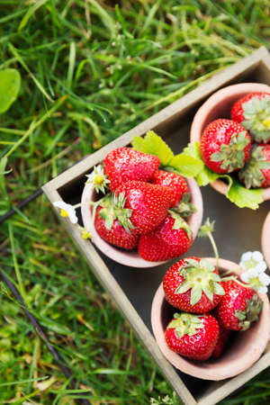Fresh juicy sweet strawberries in the gardenの写真素材