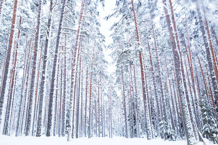 russian winter forest road in snowの写真素材